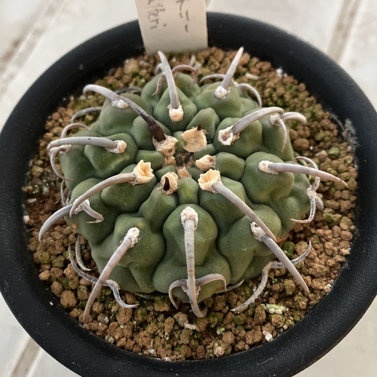 ギムノカリキウム 強刺一本刺バッテリー サボテン多肉植物の入札履歴