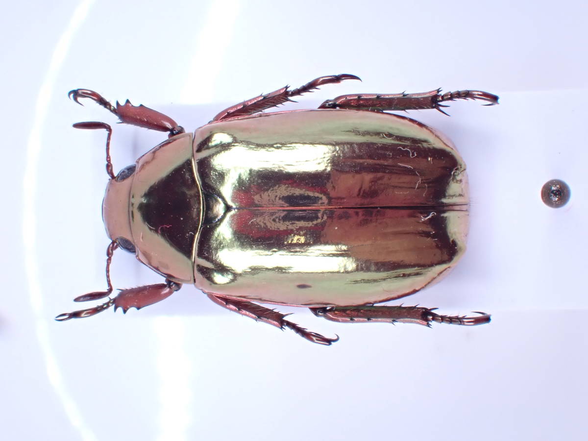 Yahoo!オークション 美麗個体 Chrysina 「プラチナコガネ」虫類の落札