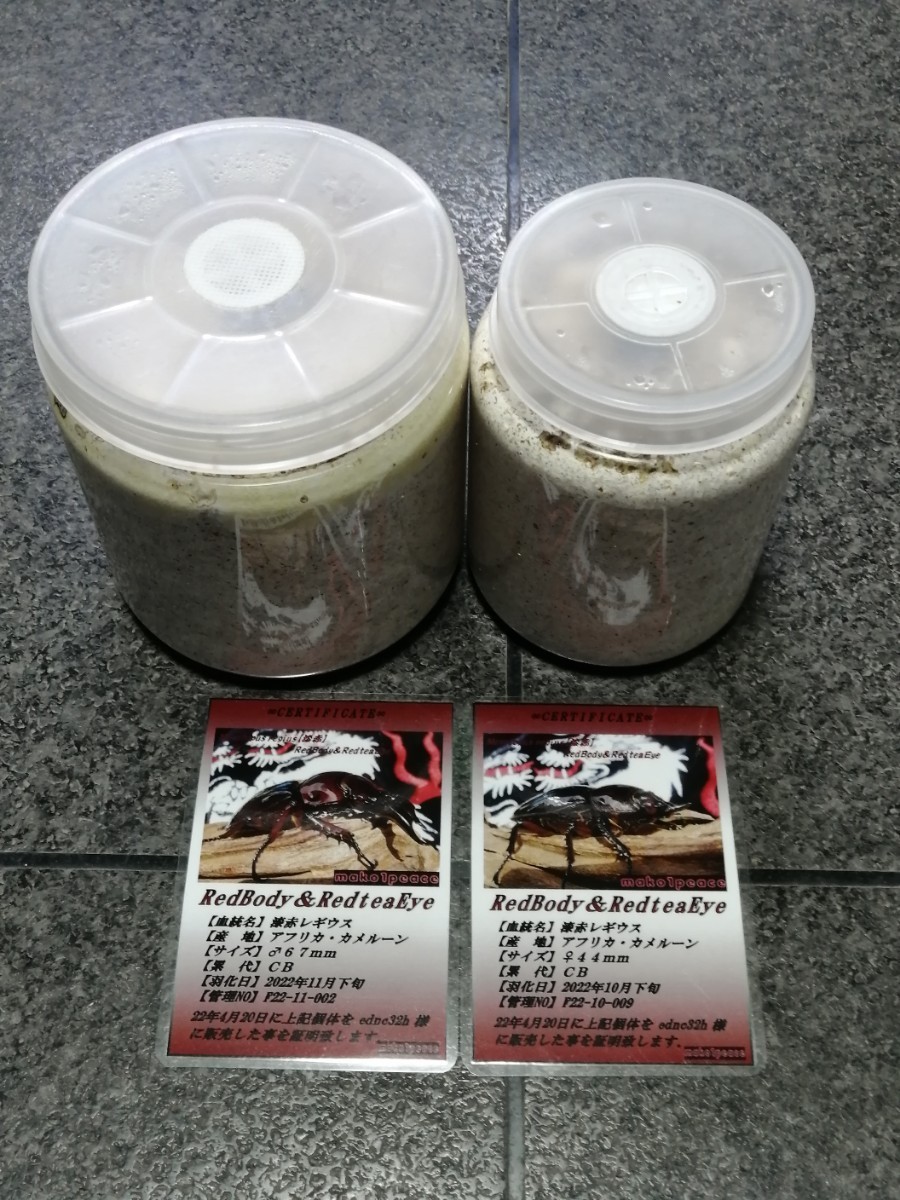 赤レギウス　漆赤レギウス血統　幼虫2匹セット　発送日土日限定