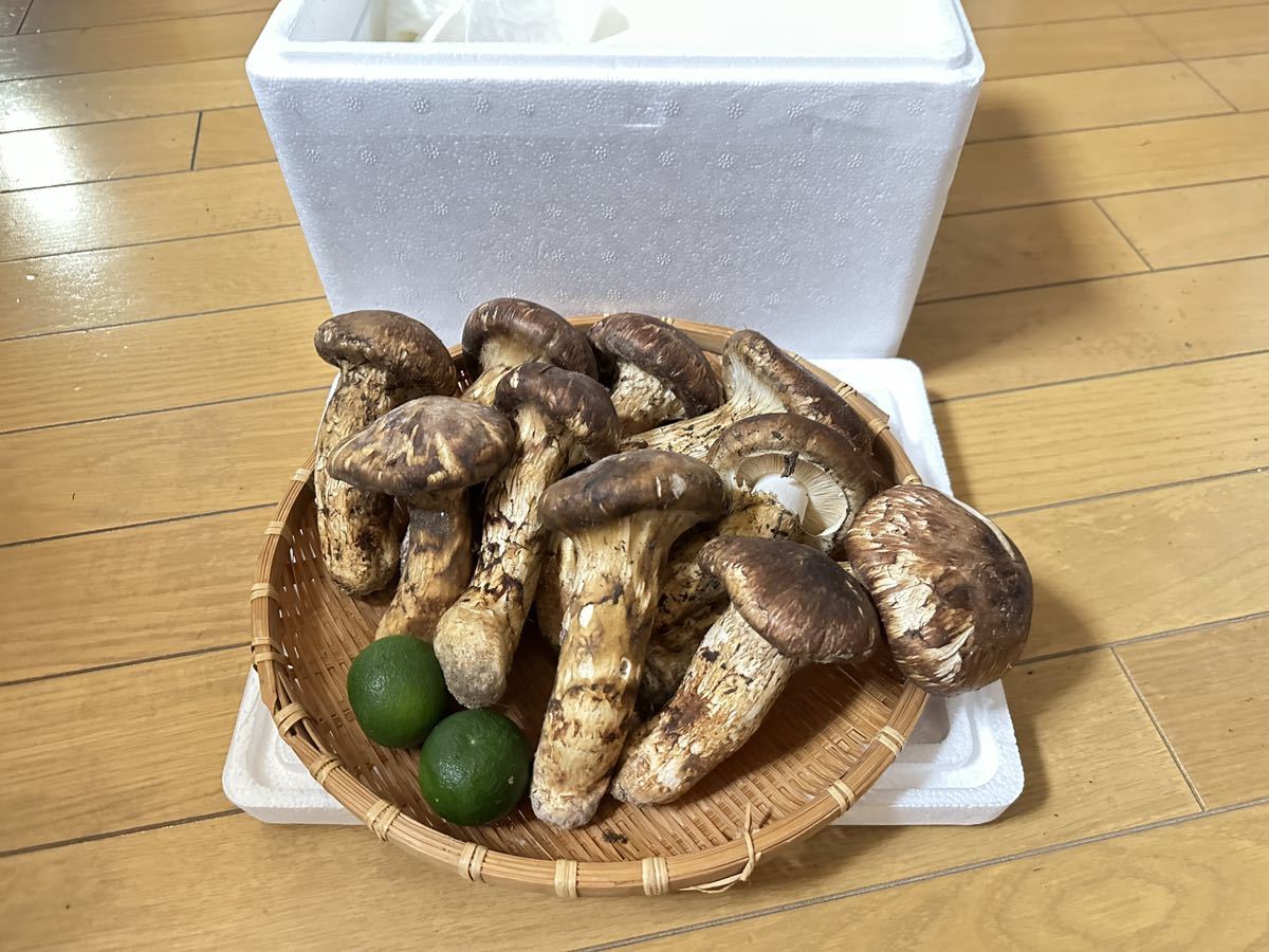 松茸・中蕾終盤特売早い者勝ち1kg オンライン セール