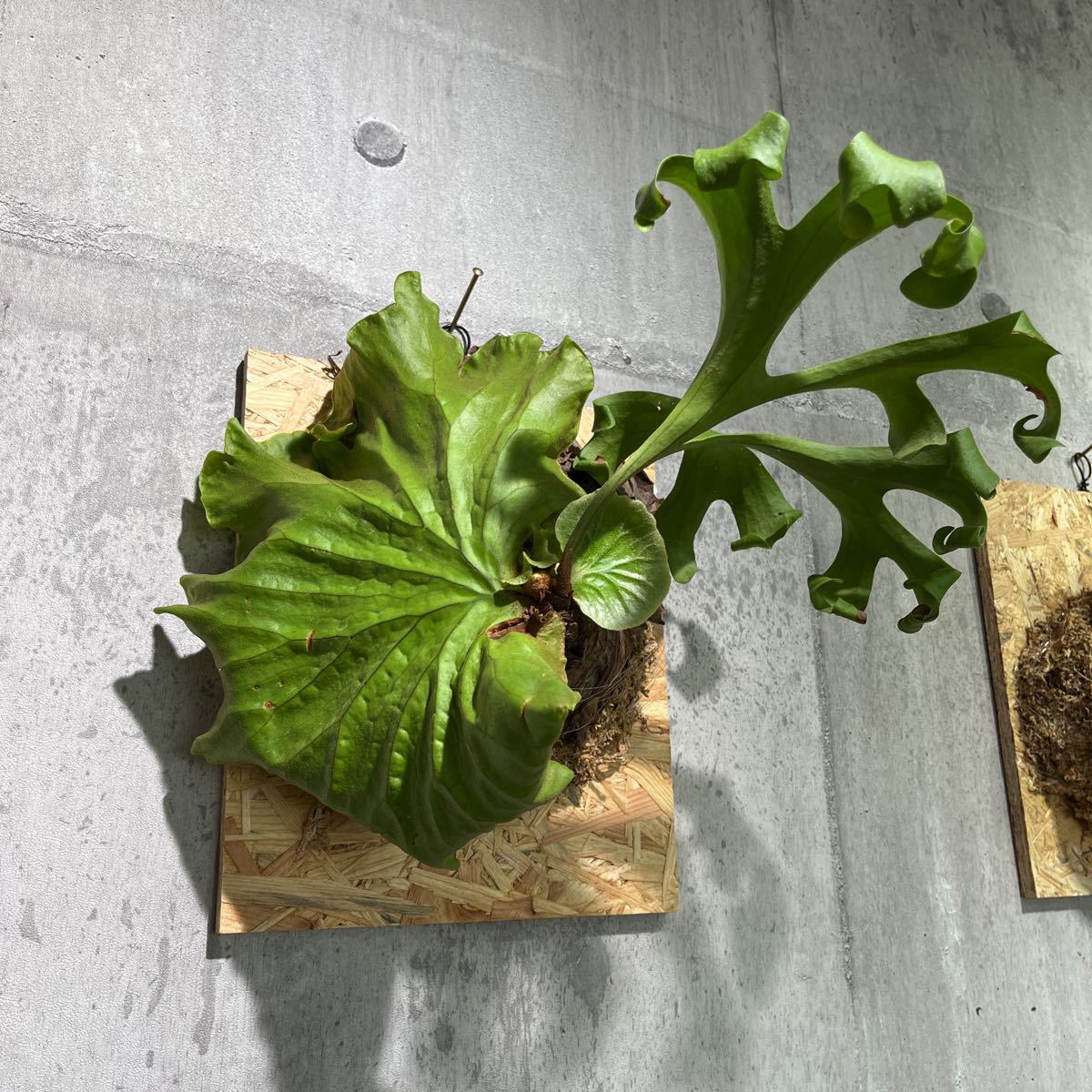 No.19 ビカクシダ キッチャクード P.kitchakood 《eba plants》