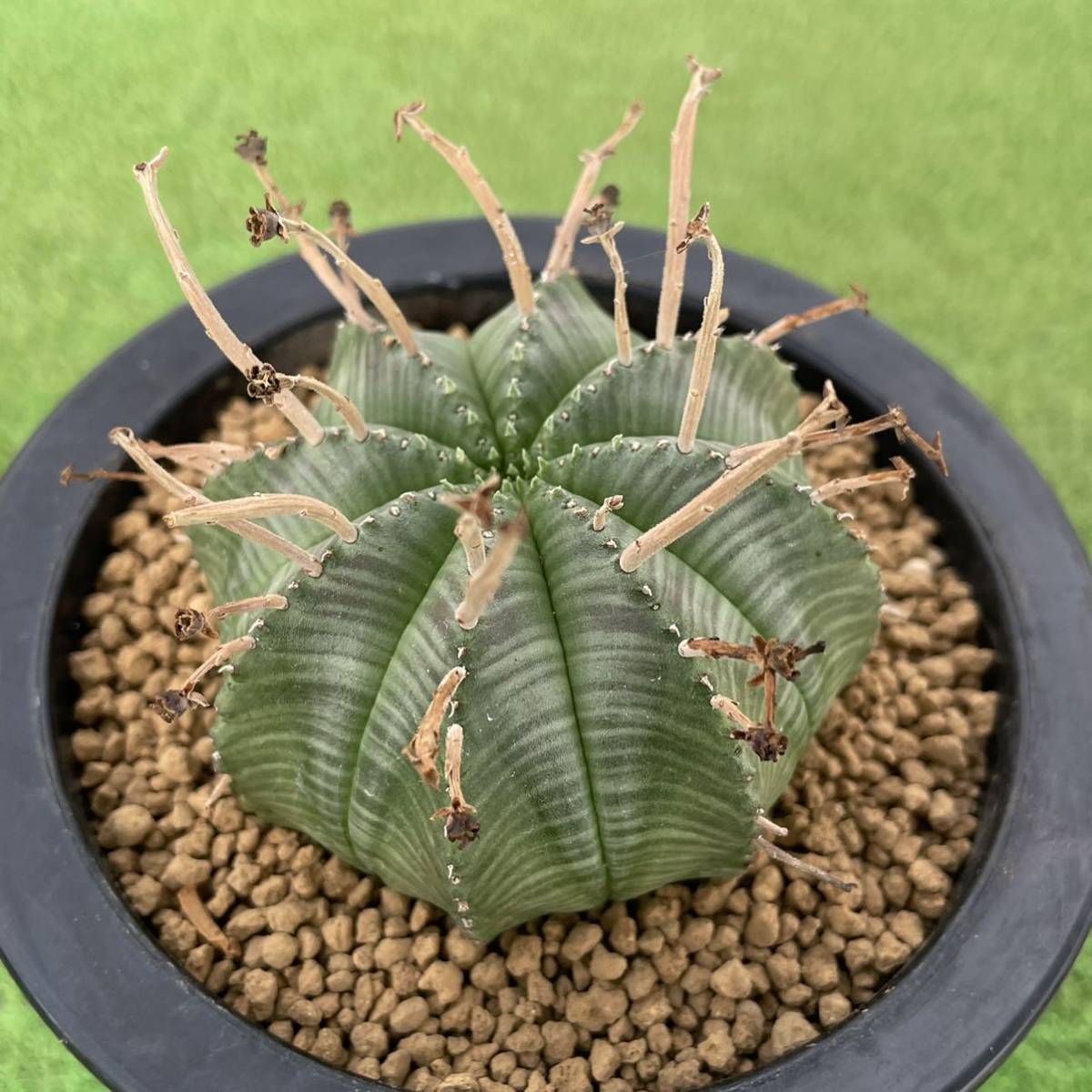ユーフォルビア バリダ | Euphorbia 多肉植物 valida plants 