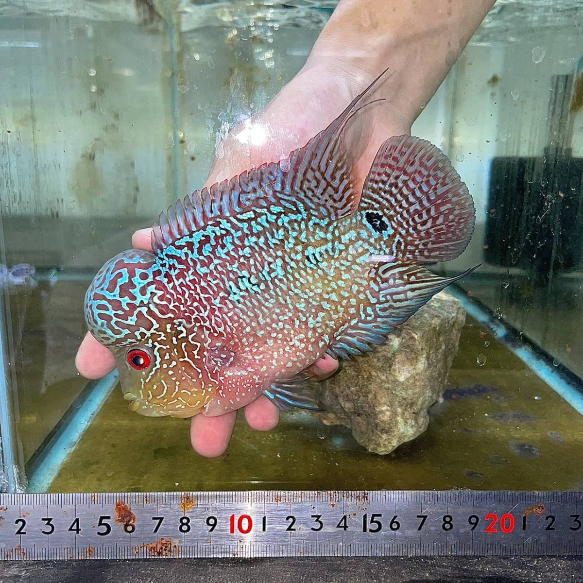 La・Chefar 『極上フラワーホーン』3