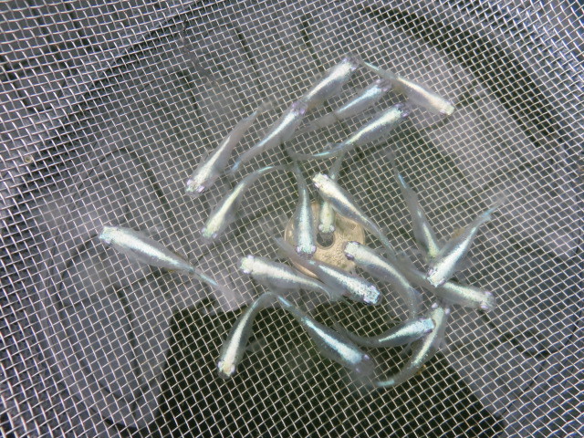 メダカ　②　めだか　紫陽花　２０匹＋α　特上種親用　背中Vの字光、　陽に当たると腹が紫に光ります　現物出品