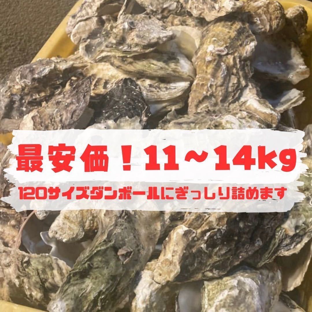 牡蠣殻　水質改善　ph調整　濾過材　ろ材　11～14kg 最安価 送料込み　メダカ　鯉　錦鯉　熱帯魚　金魚