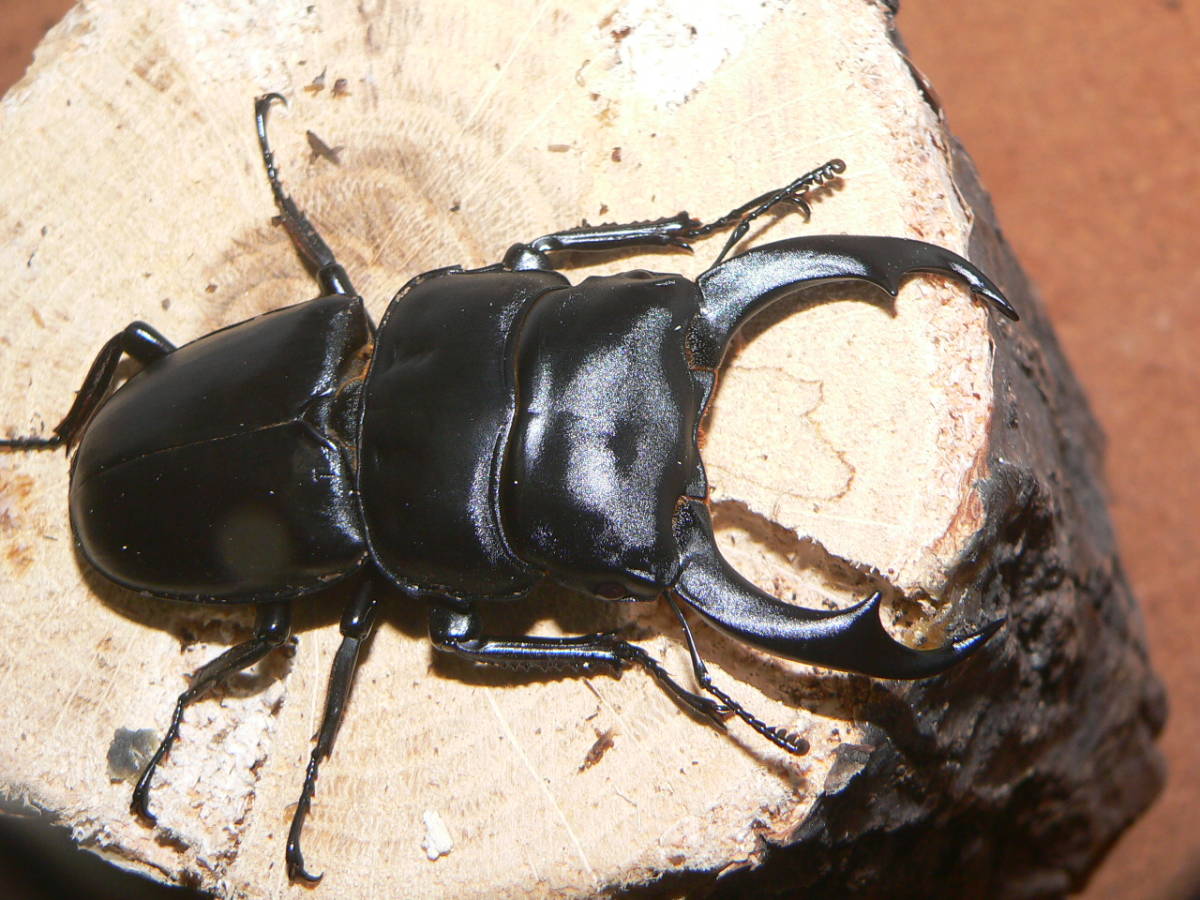 ★☆シェンクリングオオクワガタ 1♂ 後食済 82㎜ クール料サービス☆★