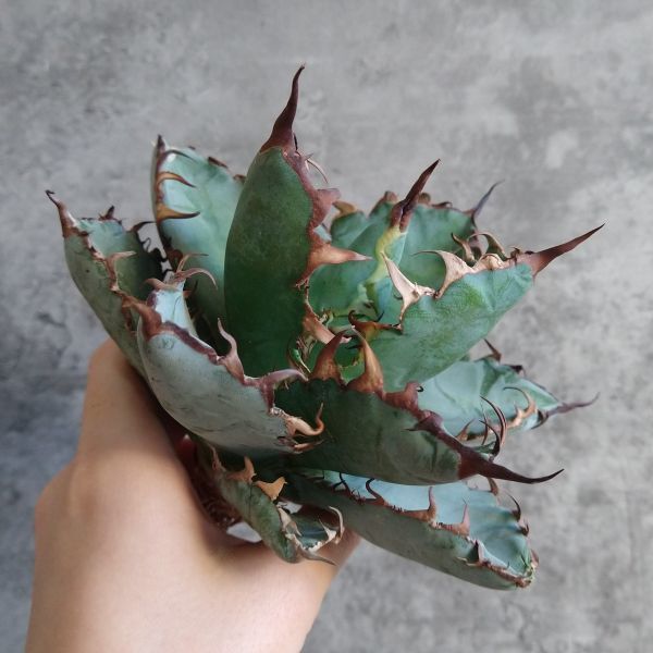 【F6274】【S級 極上US産！！】【ブルーボール】アガベ チタノタ ブラックアンドブルー ブラック&ブルー Agave titanota 'BB'