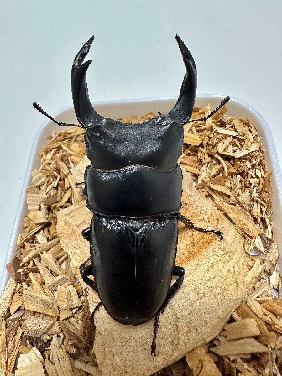 タランドゥスオオツヤクワガタ ♂83mm ♀52mm ペア【Garage疾風