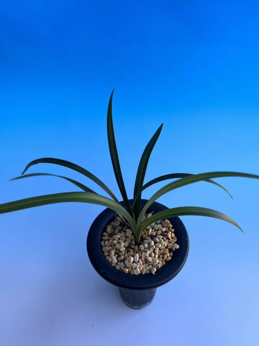 寒蘭銘品『深山王』3条 寒蘭 東洋蘭 薩摩寒蘭