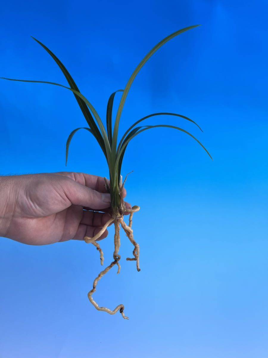 寒蘭銘品『深山王』3条 寒蘭 東洋蘭 薩摩寒蘭