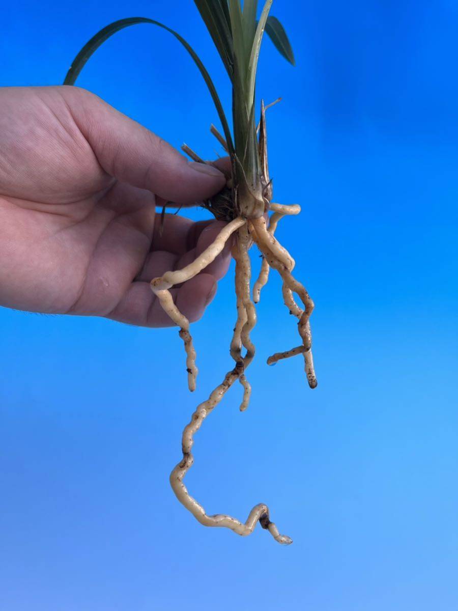 寒蘭銘品『深山王』3条 寒蘭 東洋蘭 薩摩寒蘭