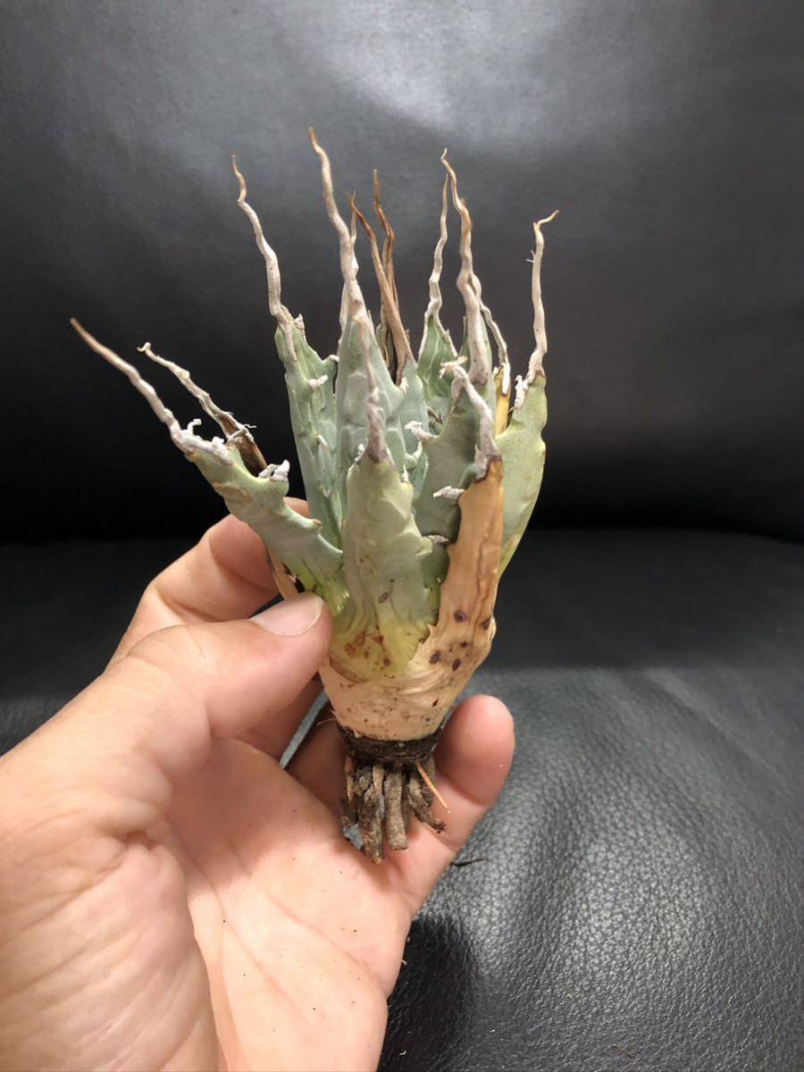 R402-4 特選 アガベ 多肉植物 パリー トランカータ ライムストリーク