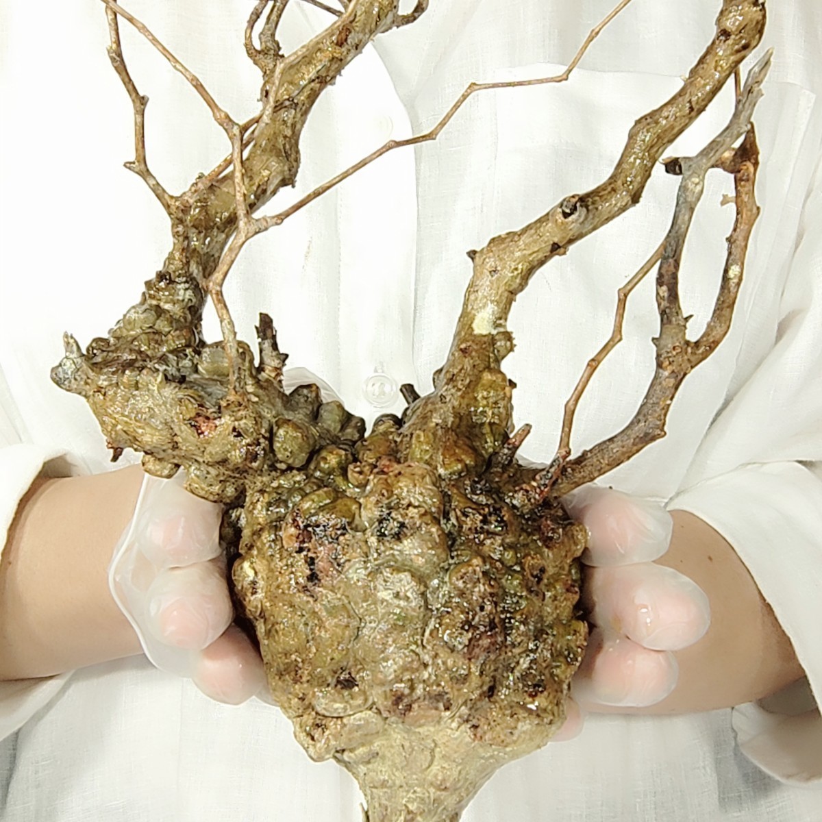 【パキプス祭 8/29輸入】B007 オペルクリカリア・パキプス Operculicarya Pachypus 塊根植物 コーデックス 観葉植物 現地株 未発根