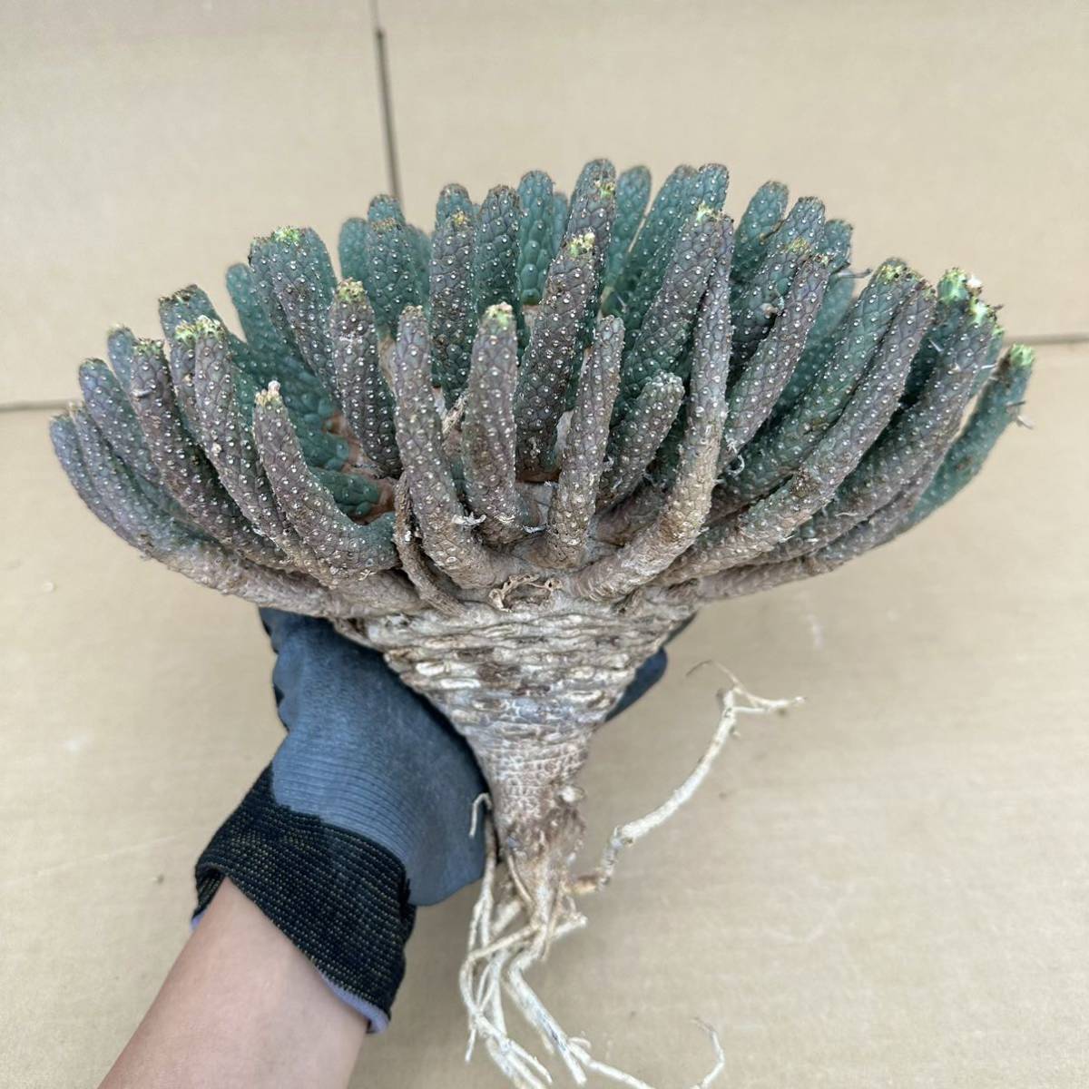 34 Euphorbia fusca / ユーフォルビア フスカ 蛮蛇頭 [検索