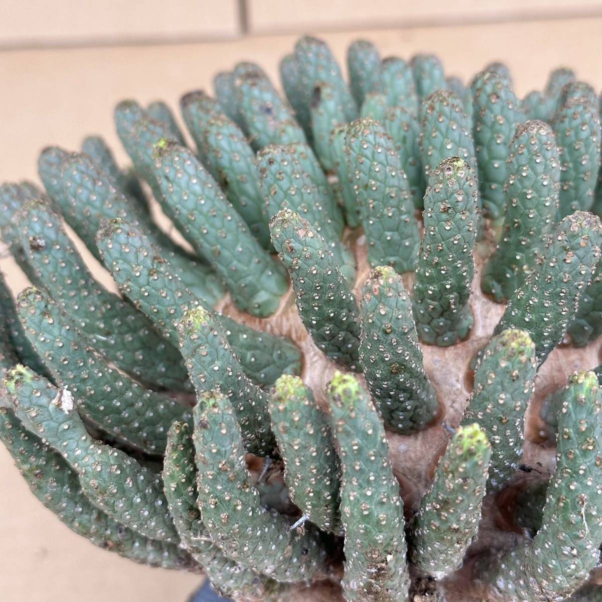 34 Euphorbia fusca / ユーフォルビア フスカ 蛮蛇頭 [検索
