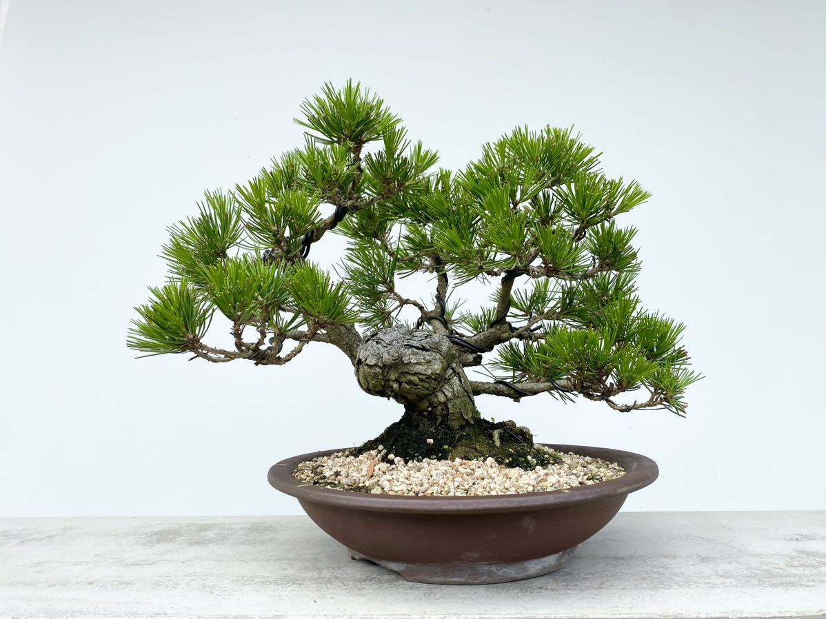 白木盆栽園 四国黒松 盆栽 黒松赤松五葉松真柏雑木新しい趣味初心者