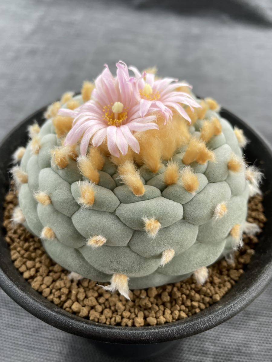 サボテン 白肌銀冠玉 大 実生 ロフォフォラ 多肉植物 サボテン 実生