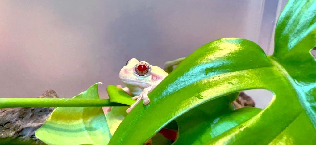 アルビノアマガエル 2年目 雌☆
