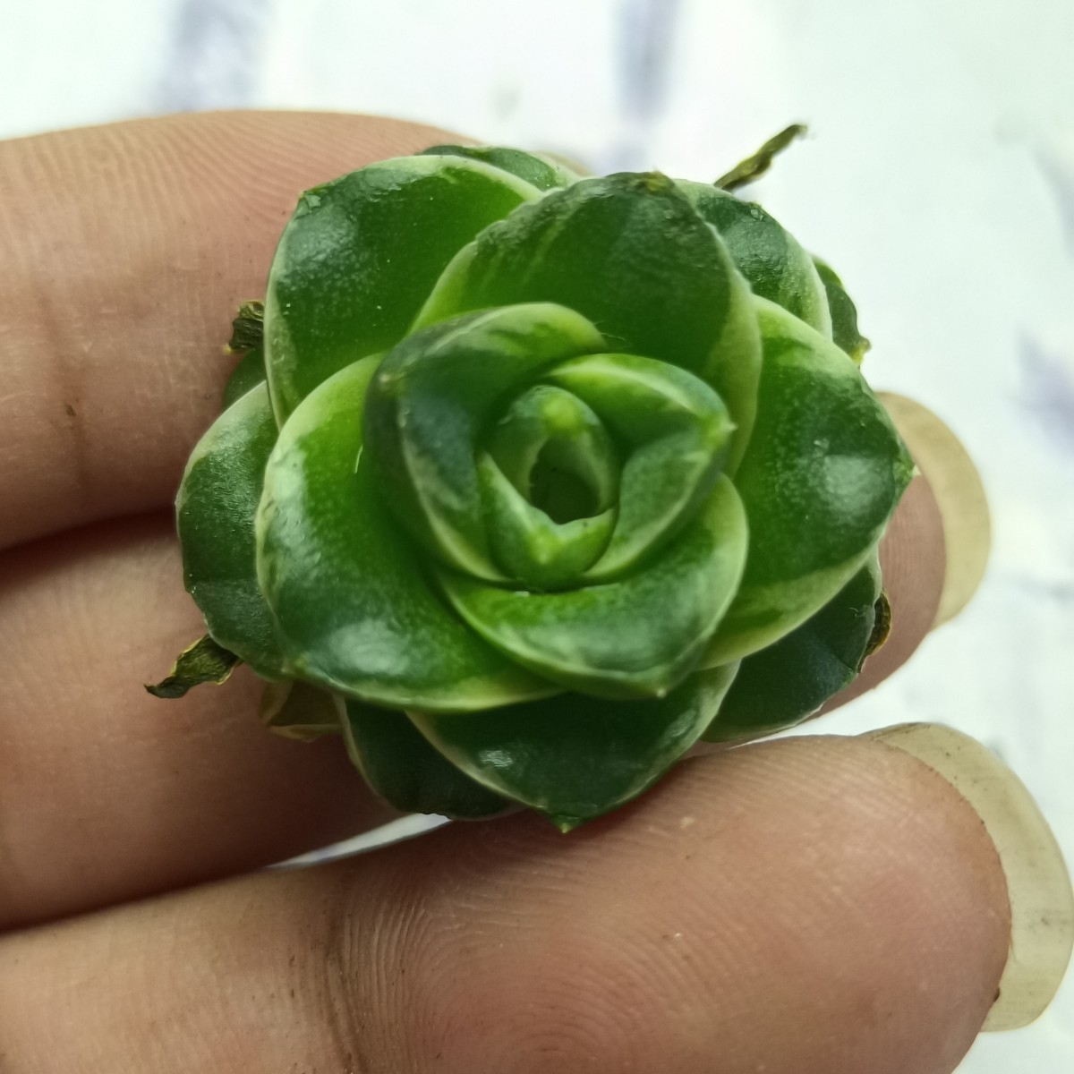 S491 太短葉美麗斑カキ仔矮性アガベ王妃笹の雪A型白覆輪 稀少株 (検SAD 姫厳竜 包心龍 清櫻 悪魔 シーザー 赤猫 黒鯨 ）