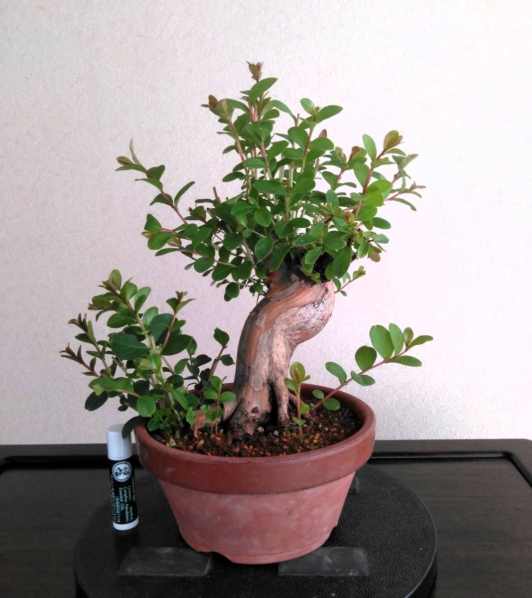 サルスベリ 盆栽 樹高25cm 超極太 百日紅 将来有望！！