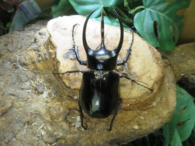 コーカサスオオカブト　　♂90ミリペアー・(Sumatera)・カブトムシ販売アリスト・WD・成虫