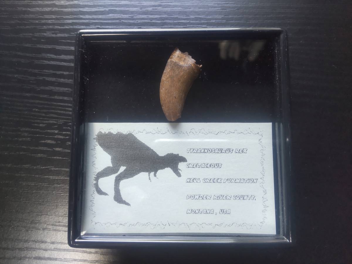 ティラノサウルス 歯化石 本物 ティラノサウルスの歯 歯根付き・実物 