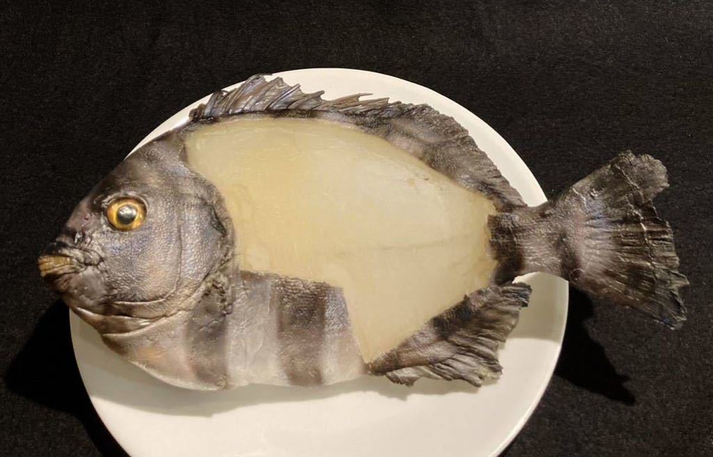 食品サンプル　石鯛お造り用