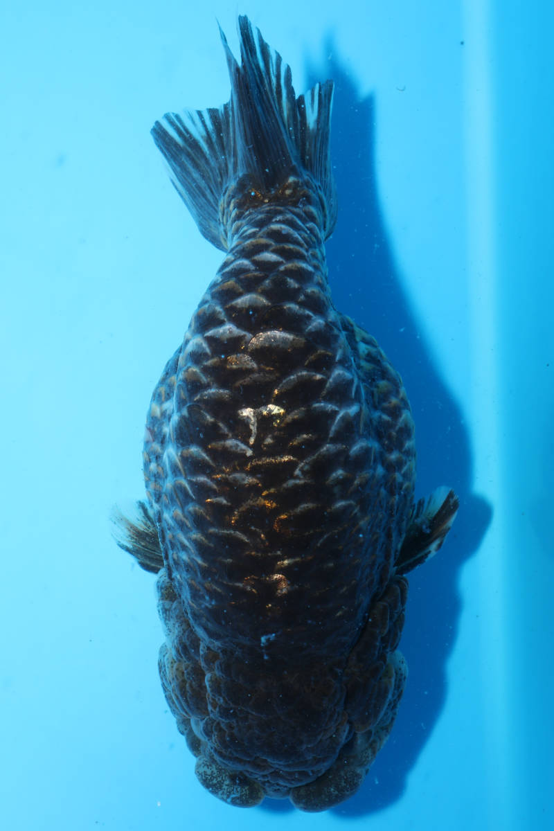 鱗の美　麒麟　14cm　同梱可　証明書発行　中国金魚　江戸錦　安心の動画　中国産らんちゅう『金魚大地』