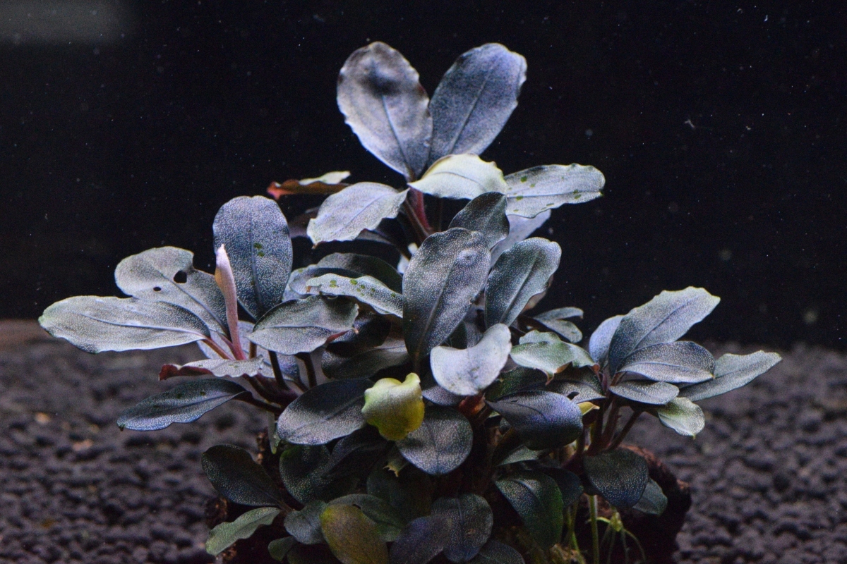 Bucephalandra ブセファランドラ Blue | Super スーパーブルー sp 