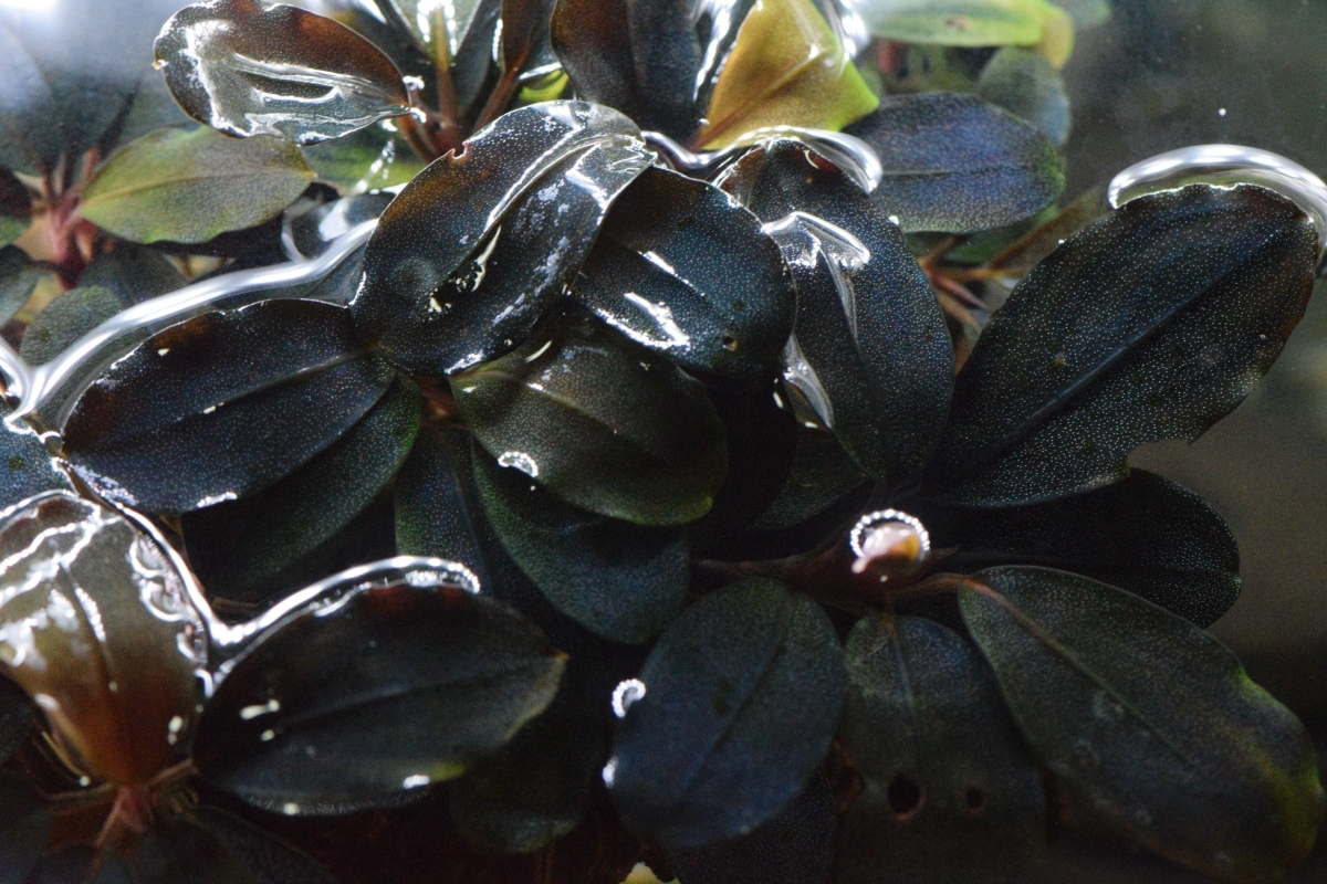 KN便】Bucephalandra sp. Super Blue【スーパーブルー