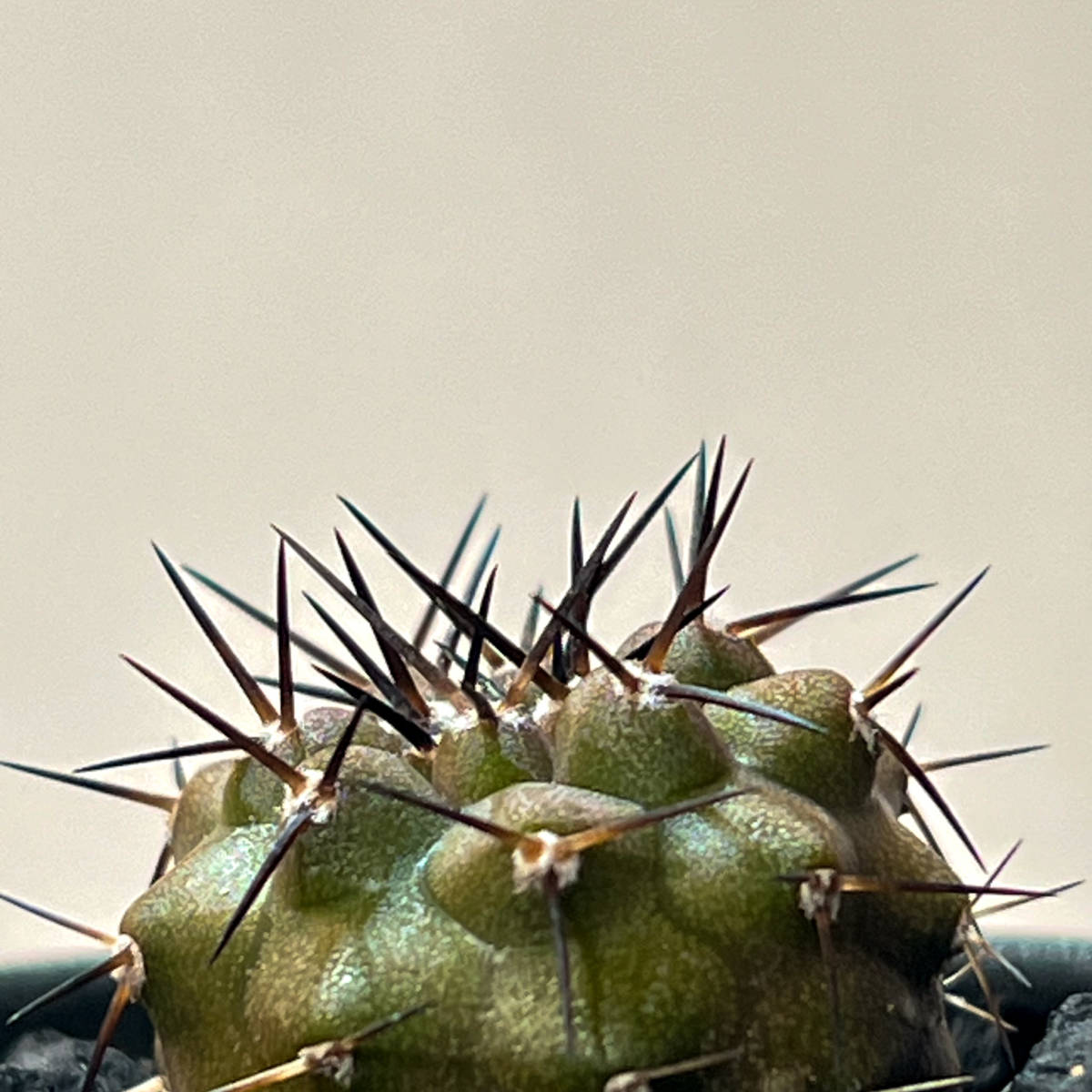【コピアポア　黒王丸A　Copiapoa cinerea】サボテン　コーデックス　塊根植物　多肉植物　パキポディウム　アガベ