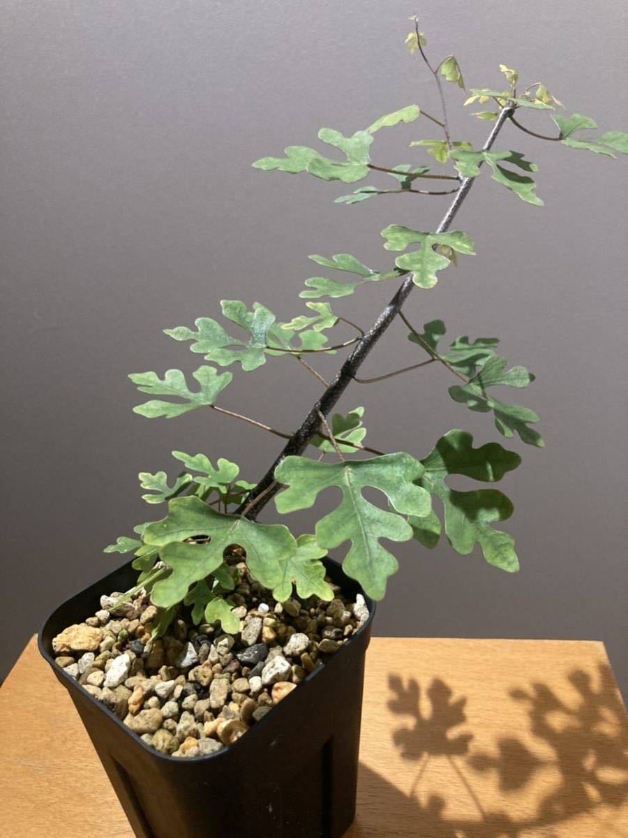 塊根植物 アデニア ペリエリ実生 メタモルファ コーデックス アデニア
