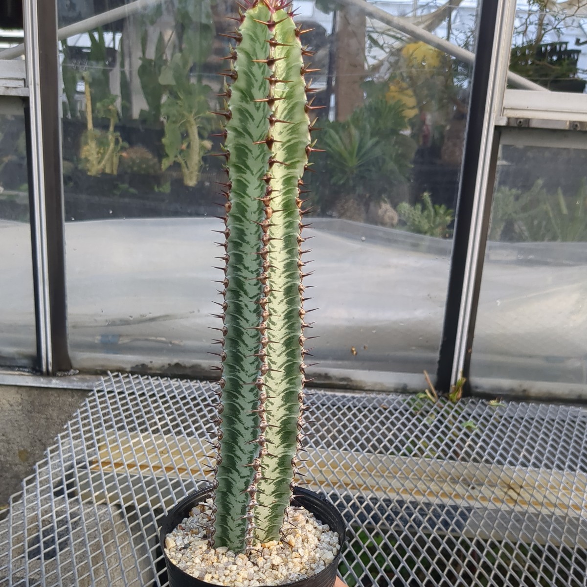 ユーフォルビア コンフィナリス サボテン 多肉植物 コーデックス