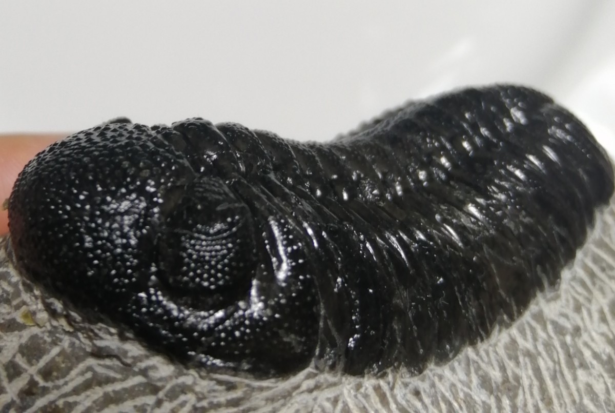 【驚きの破格値，定番】 化石 三葉虫モロッコ産 Phacops PH-2-4(化石)｜売買されたオークション情報、yahooの商品情報をアーカイブ公開 - オークファン 化石