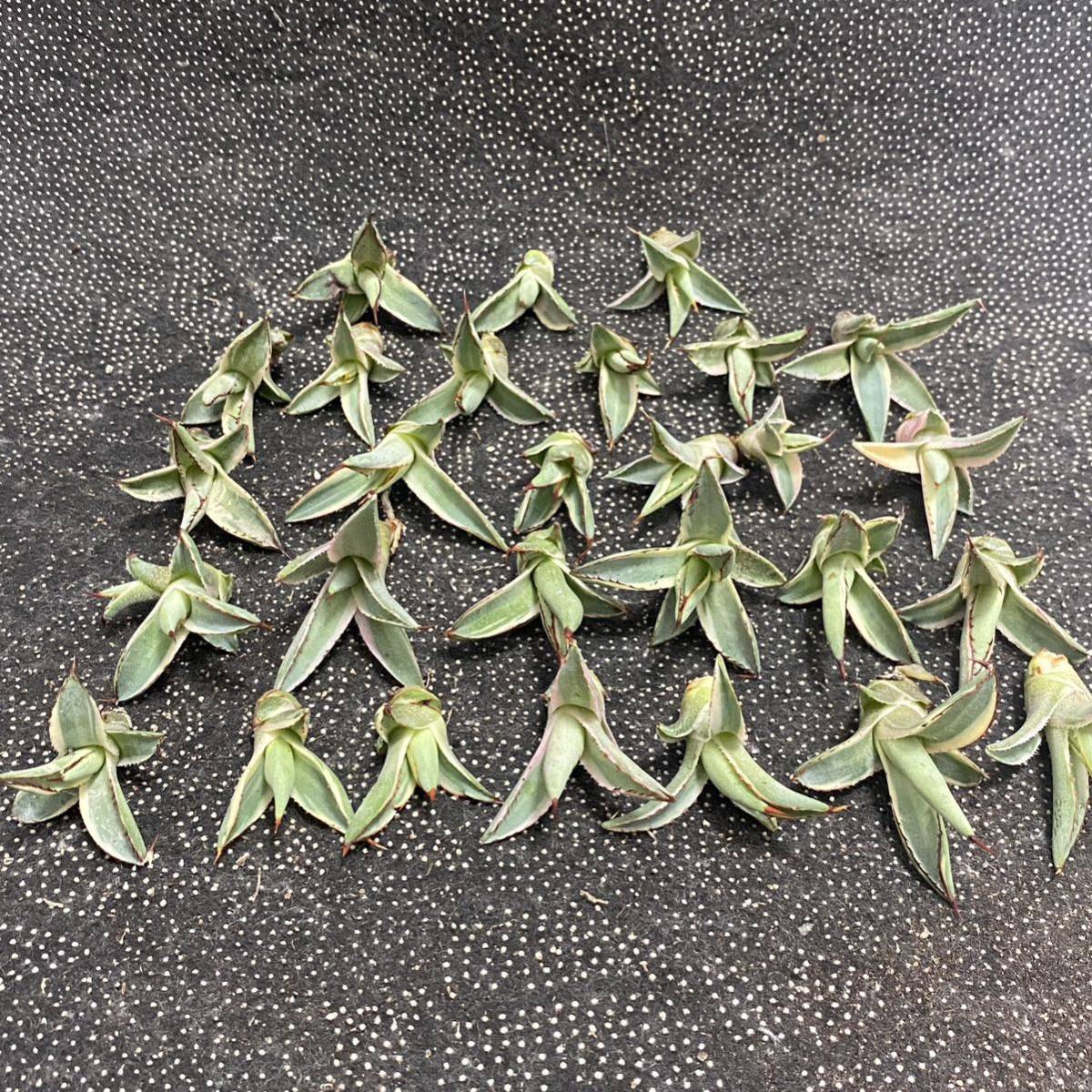 多肉植物 アガベ　バーントバーガンディ錦 極上大子株 26株同梱