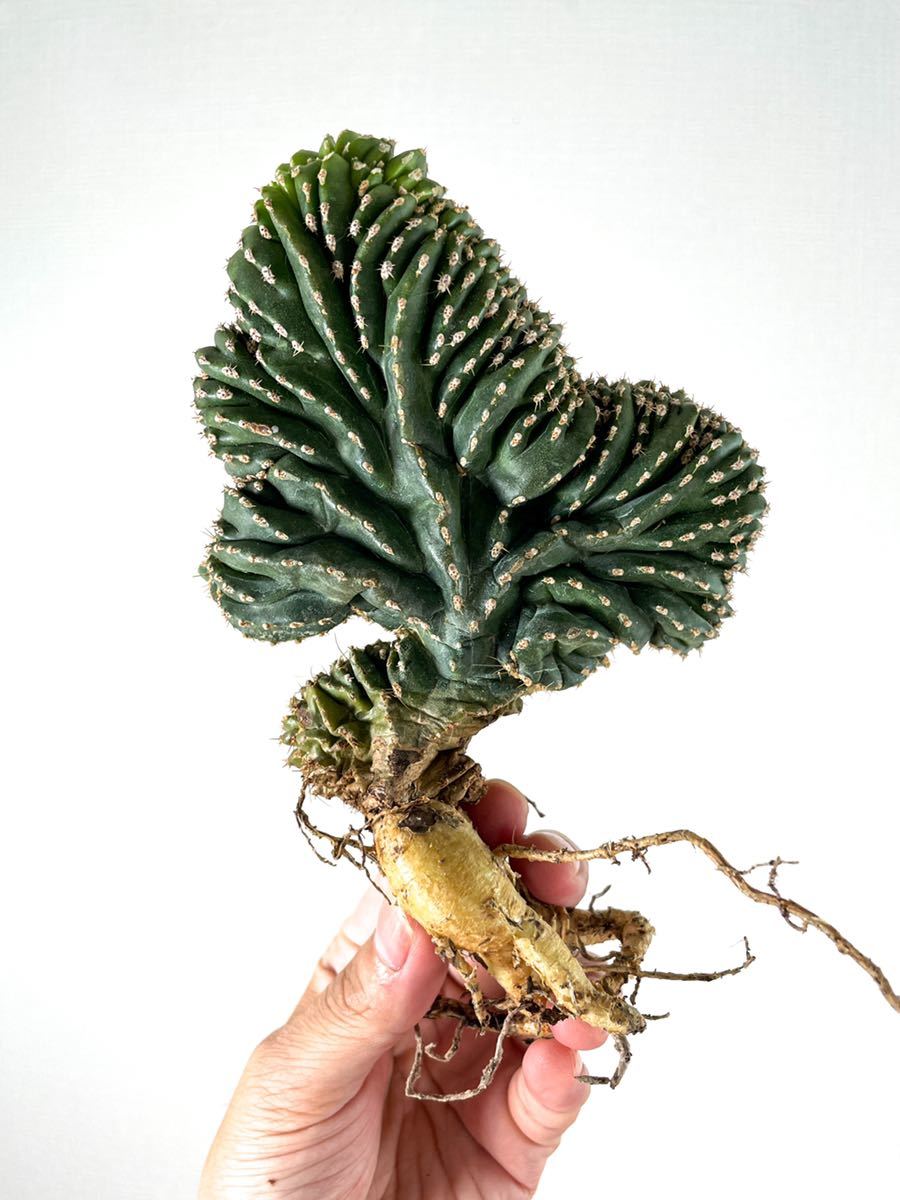 6 白雲閣 綴化 Marginatocereus marginatus Pachycereus marginatus ( パキポディウム サボテン 塊根植物 アガベ チタノタ パキプス