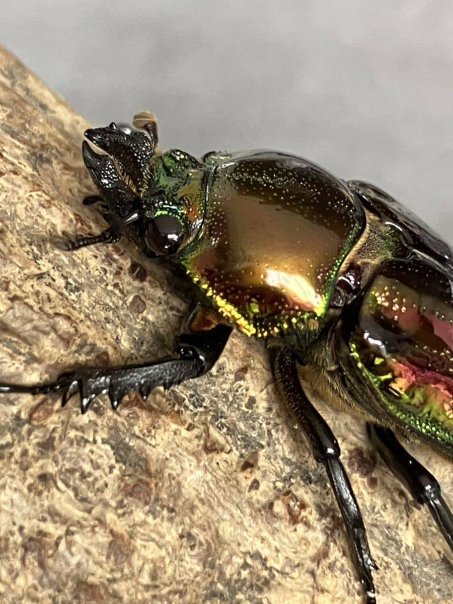 【本家RTN累代】【ピカール血統】ニジイロクワガタ 雌