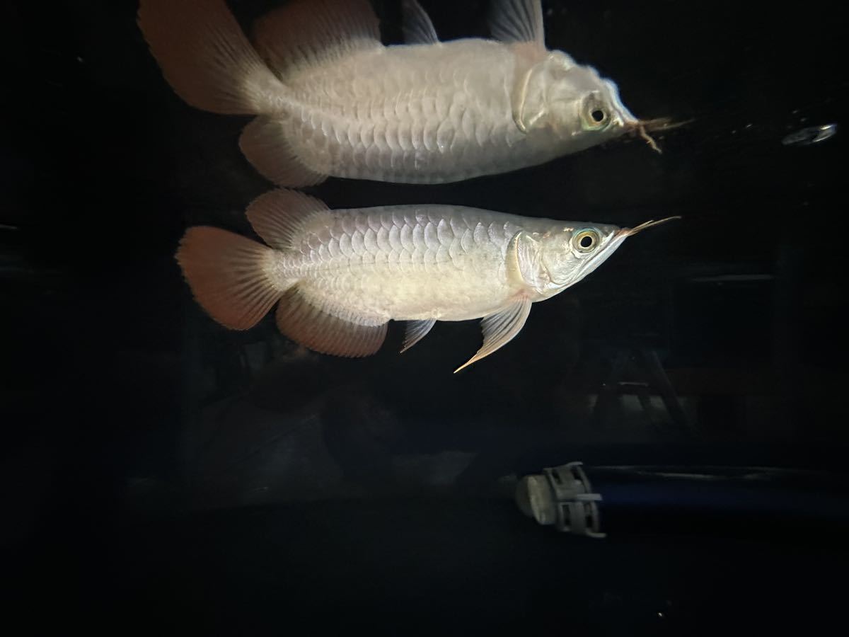 【Aroha】アジアアロワナ　紅龍　スーパーレッド　ショートボディ　セレクトショート紅龍