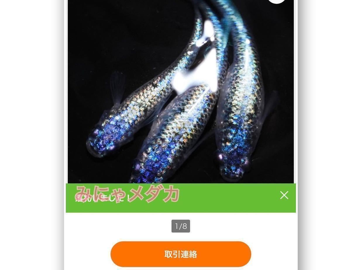 玉倉メダカ】※現物出品※ サバンナ様血統「ネプチューン」 2ペア 極上 