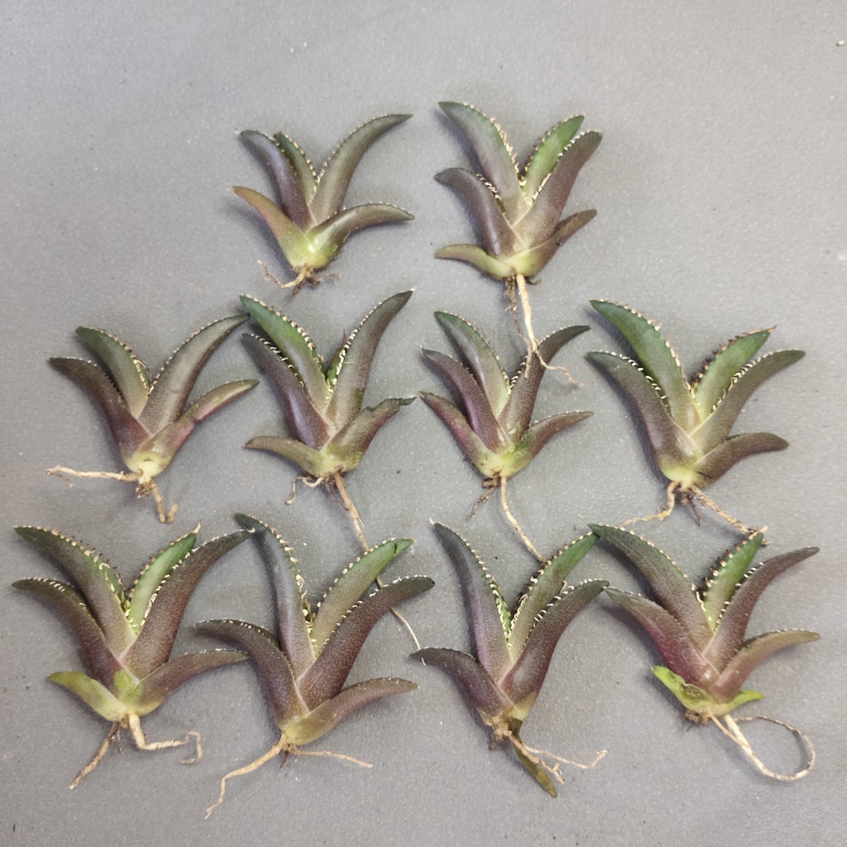 A733アガベ チタノタ ゴリ猫 精選子株10株同梱 レッドキャットウィーズル 赤猫 優良血統 裏棘 狂刺強棘 検)シーザー SAD 白犀牛 清櫻 悪魔