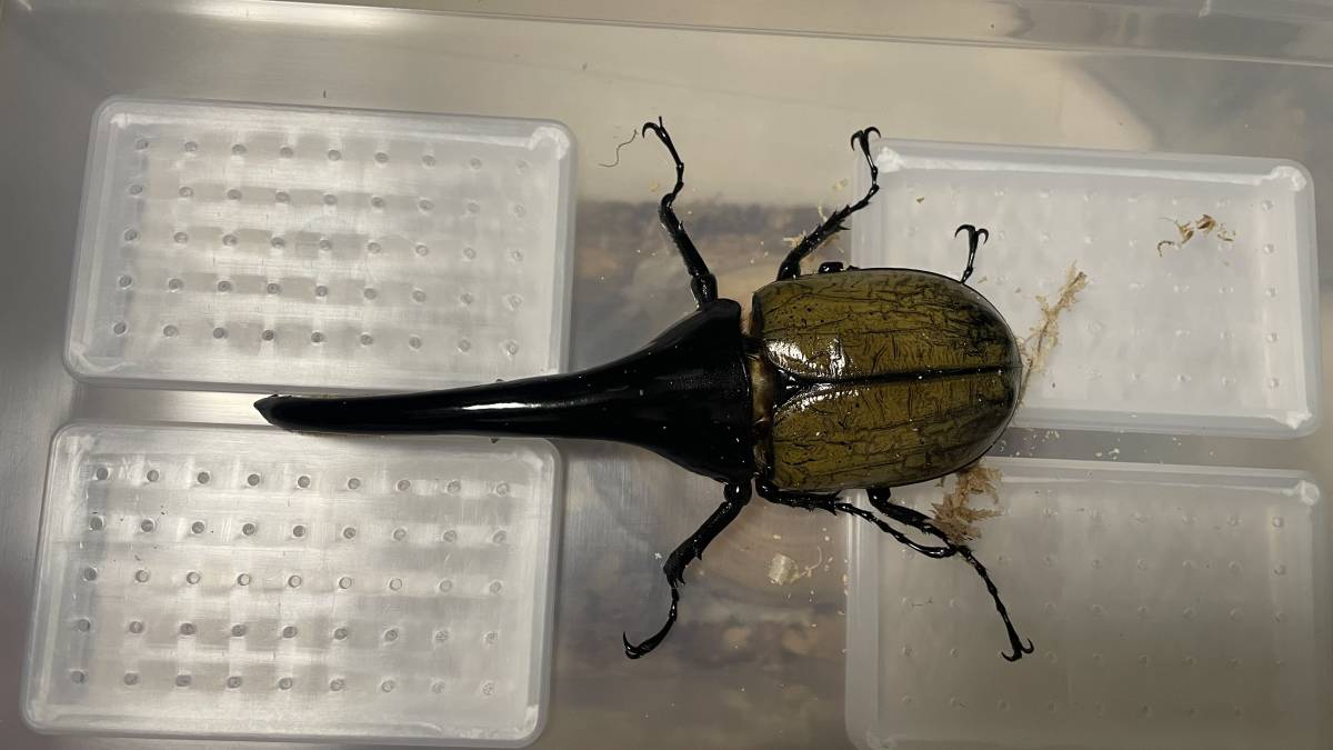 D.H.ヘラクレス ♂156mm ♀75mm ♀73mm トリオ ヘラクレス x DH