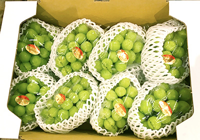【限定品】晴れの国岡山県特産　シャインマスカット　　6〜8房入　約5kg 朝採れ　1円スタート