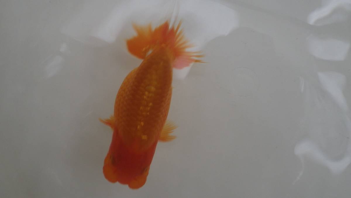 数量限定，最新作 蘭DeBoo 100ー当歳魚 ハンマーヘッド(らんちゅう)｜売買されたオークション情報、yahooの商品情報をアーカイブ公開 - オークファン らんちゅう