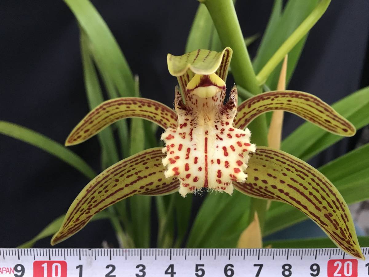 洋蘭 原種 シンビジウム属 Cym.tracyanum 30年以上前に輸入された原産地由来株分け株 ほぼ開花サイズ 今冬開花期待株　
