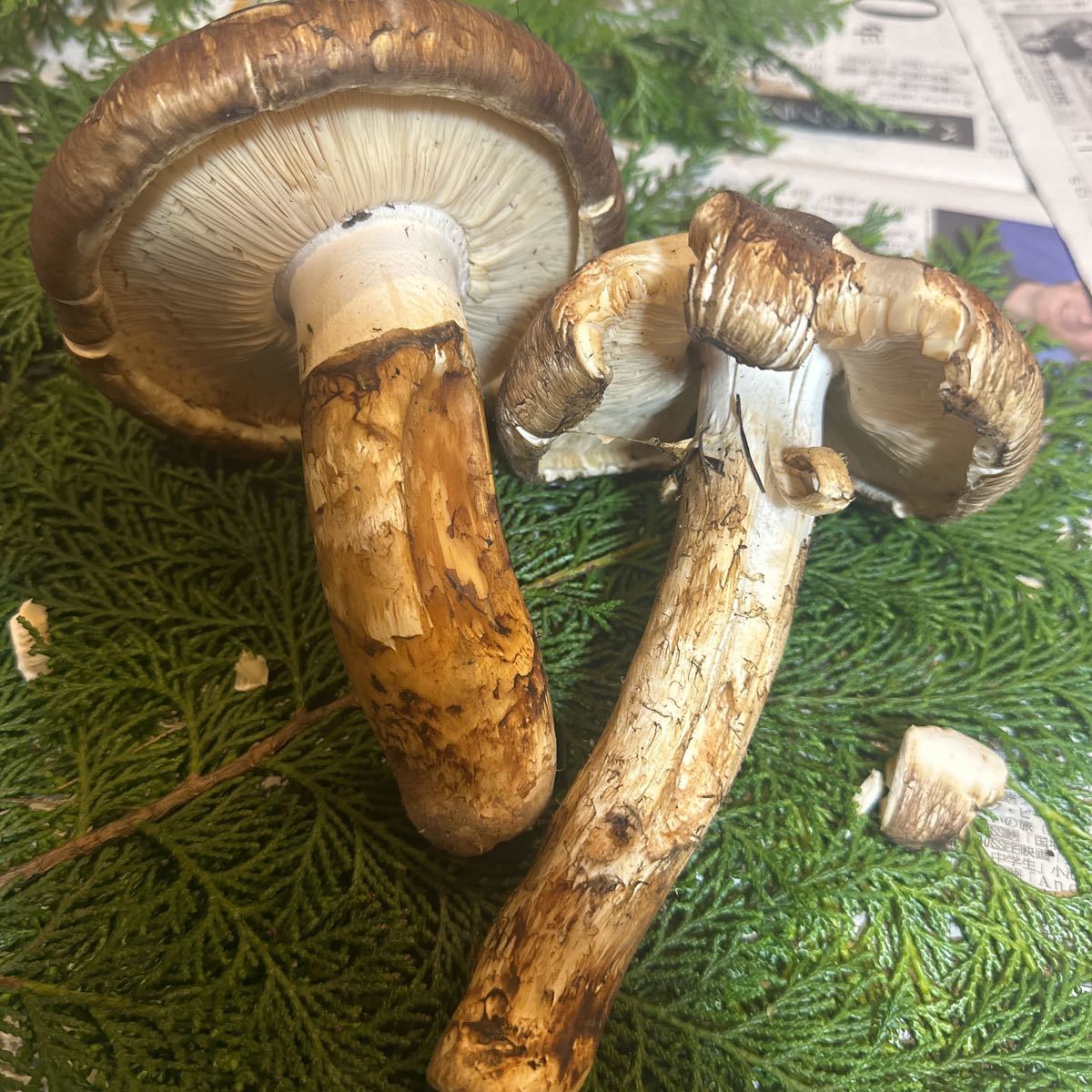 ⑥訳あり一円スタート！足傷みあり！傘割れあり！写真が現品になります！地山松茸
