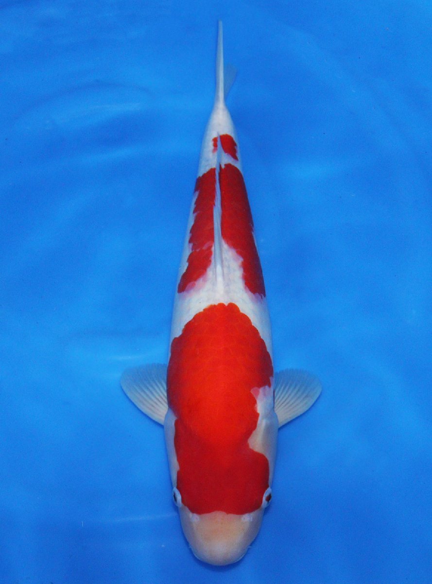 【魚酔#Z103】廣井養鯉場産 紅白 54cm メス