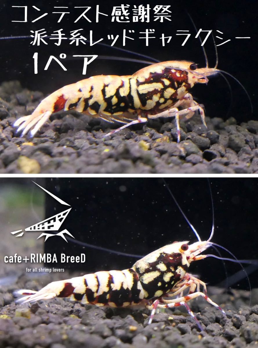 【cafe +RIMBA BreeD】コンテスト感謝祭　種親クラス　ダークレッドギャラクシー　派手系　♀1匹♂1匹のペア出品