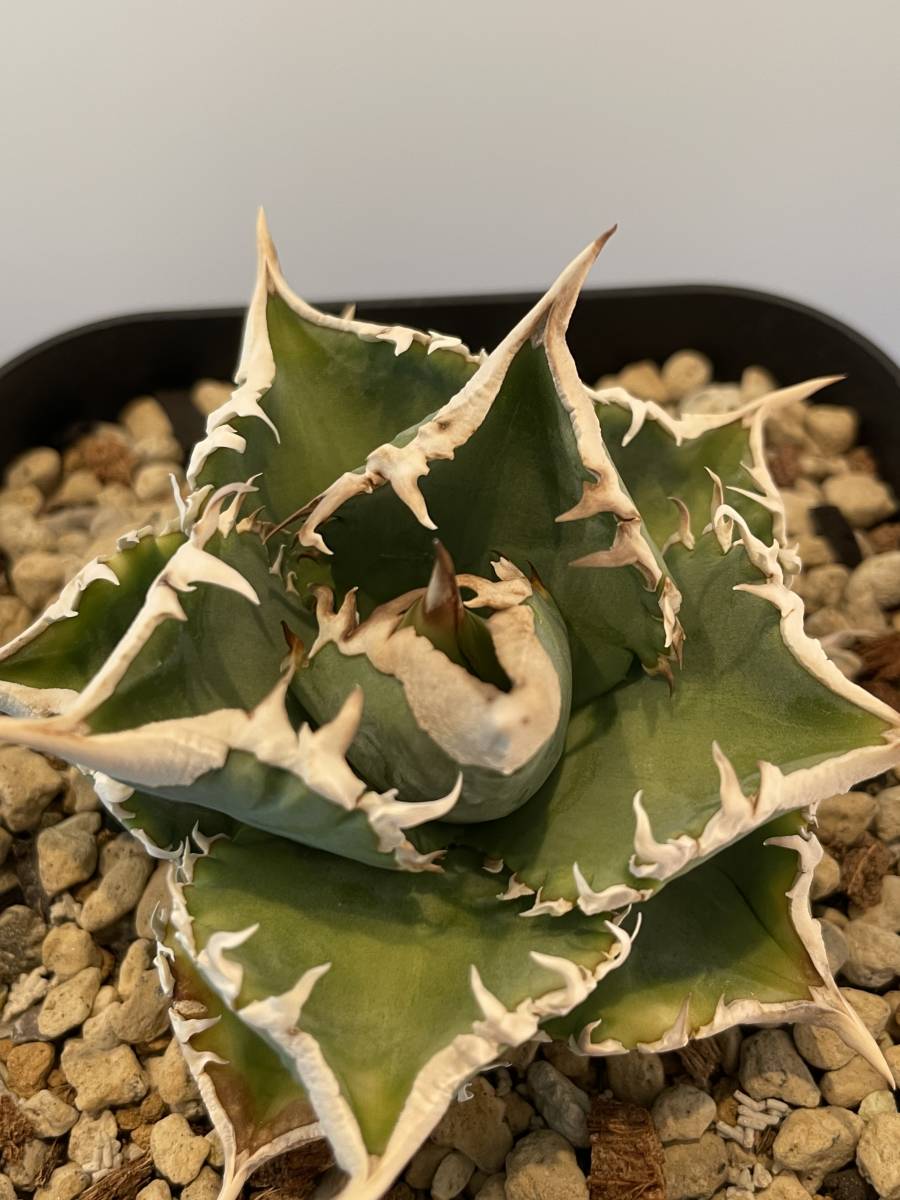 アガベ チタノタ【IVORY WA】希少 発根済み子株① 検）清櫻 穿山甲 SAD