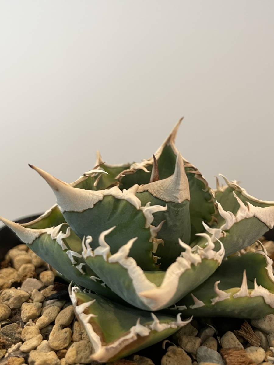 アガベ チタノタ【IVORY WA】希少 発根済み子株① 検）清櫻 穿山甲 SAD