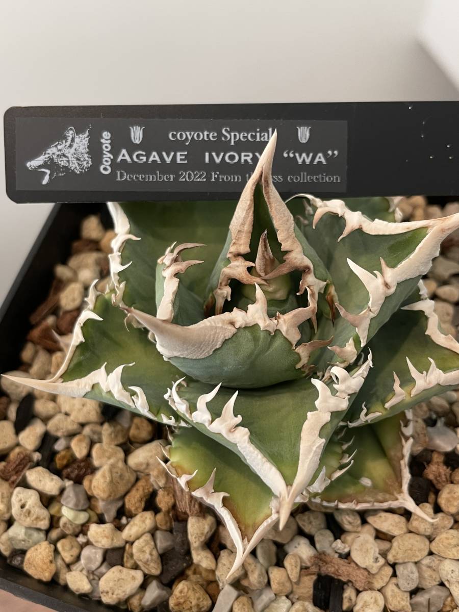 M*K様 アガベ　チタノタ　ivory w.a アイボリーダブリューエー アガベ チタノタ ivory w.a アイボリーダブリューエー アガベ